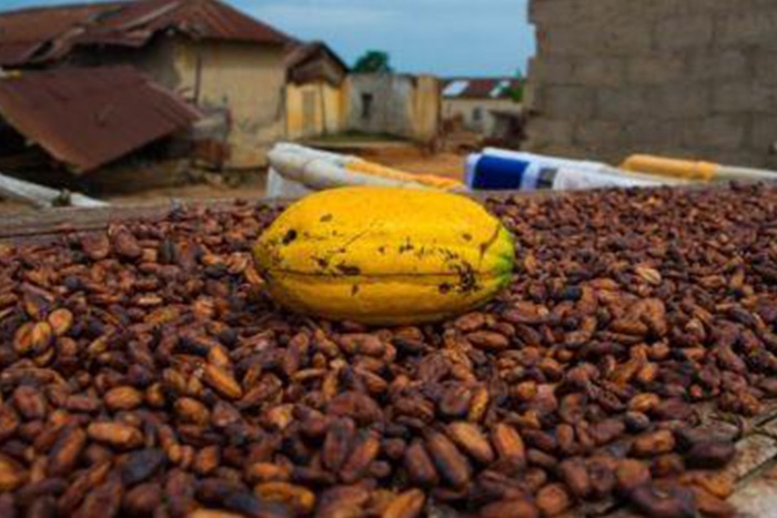 Côte d'Ivoire: cocoa sales for the 2021/2022 season have already reached 1.4 million tons