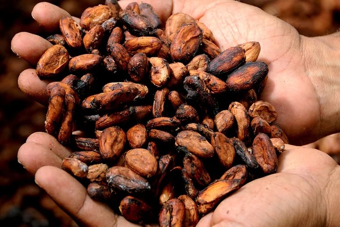 At the end of the campaign, Côte d'Ivoire plays the role of Mr. Plus in cocoa