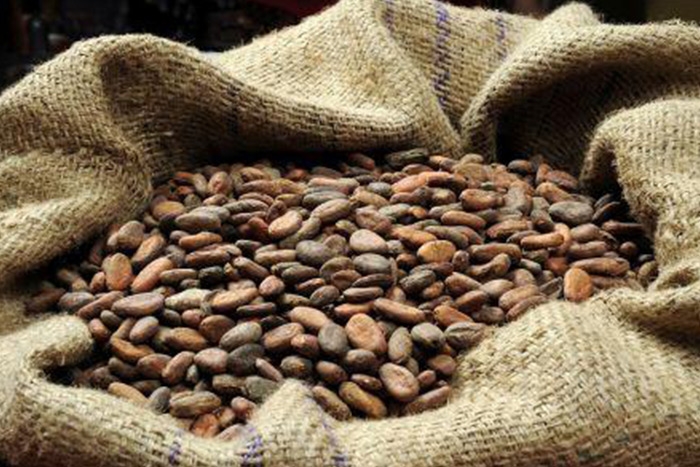 Côte d'Ivoire: the price of a kilogram of cocoa should drop for the 2021/2022 main season