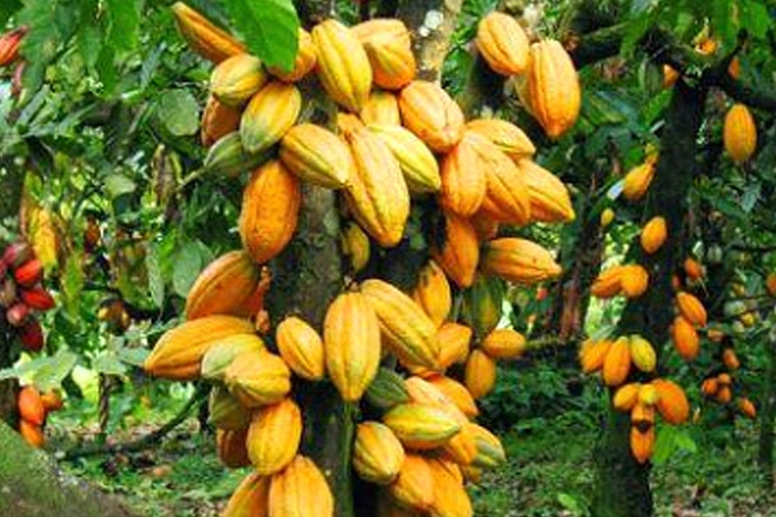 The CCC and the Cocobod announce sanctions against companies that do not pay the DRD by November 20