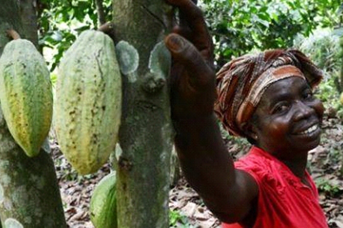 Cocoa: Côte d'Ivoire and Ghana call on companies to do more for the sustainability of the industry