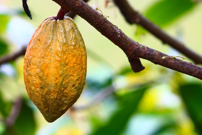 Fairtrade updates its cocoa standard