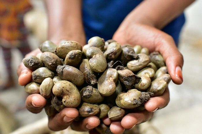 Raw cashew nuts